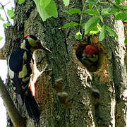 Great Spotted Woodpecker
