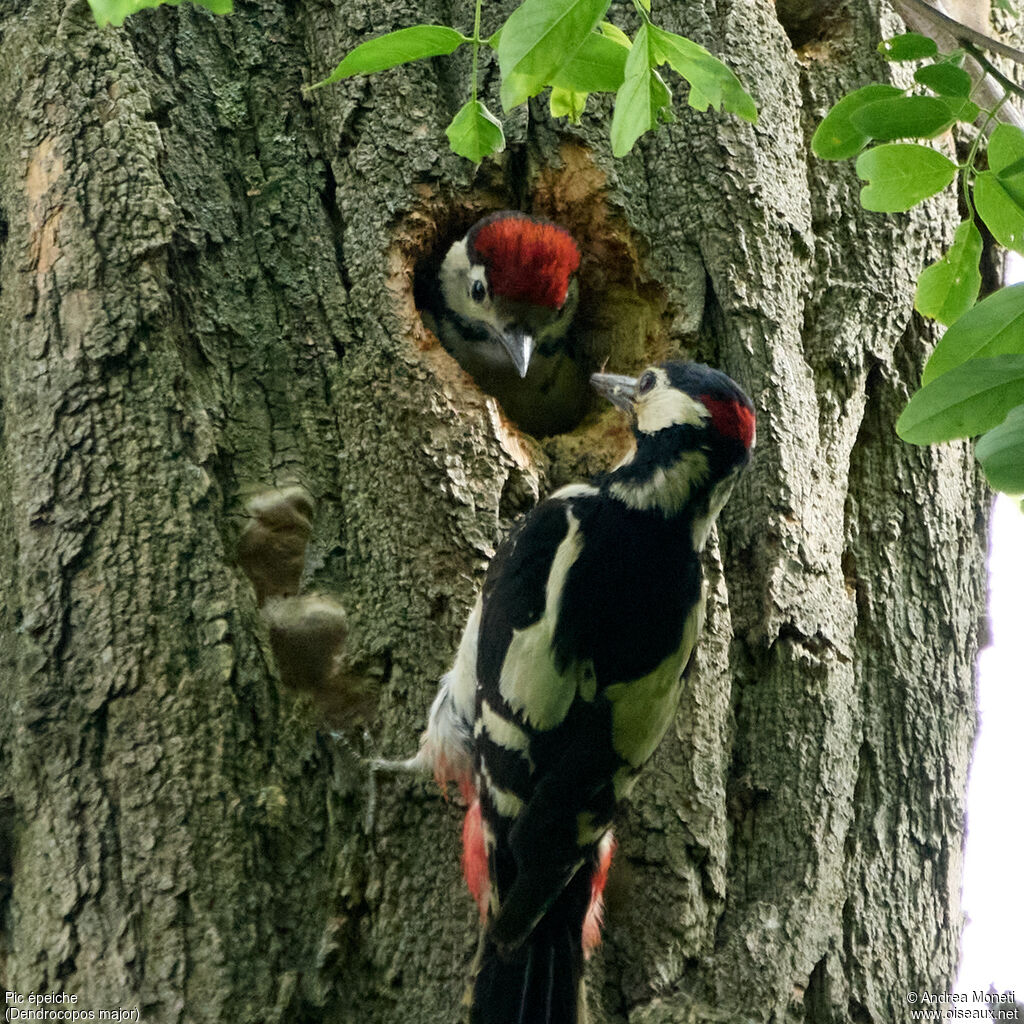 Great Spotted Woodpecker, close-up portrait