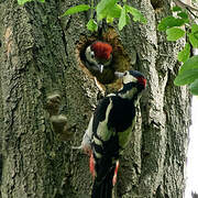 Great Spotted Woodpecker