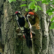 Great Spotted Woodpecker