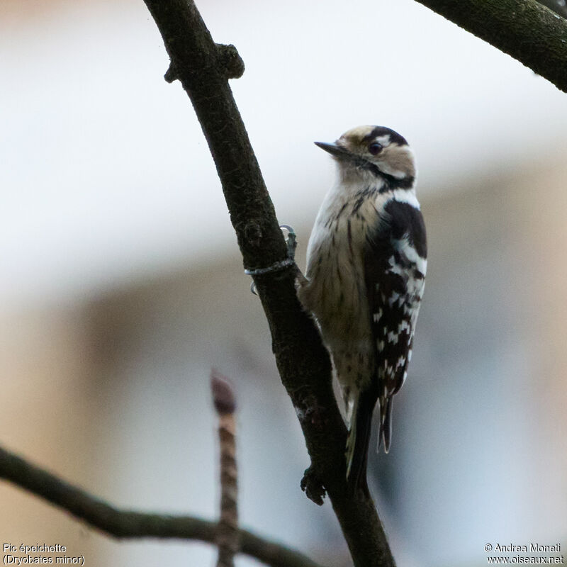 Lesser Spotted Woodpeckeradult, identification