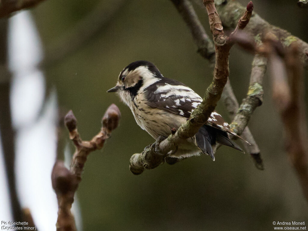 Pic épeichetteadulte, identification