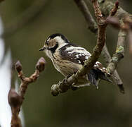 Lesser Spotted Woodpecker