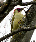 European Green Woodpecker