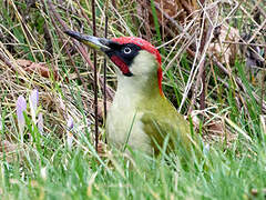 European Green Woodpecker