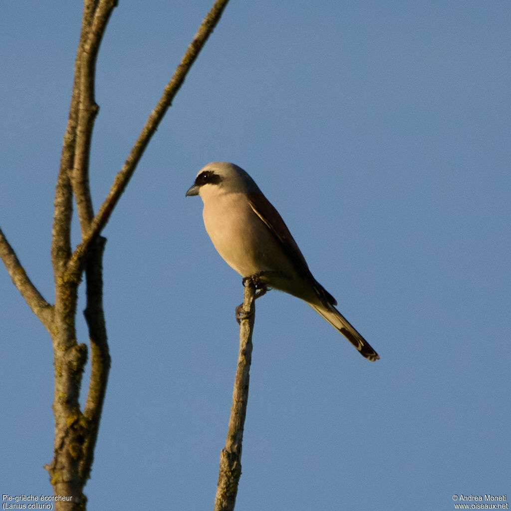 Red-backed Shrikeadult, close-up portrait