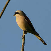 Red-backed Shrike