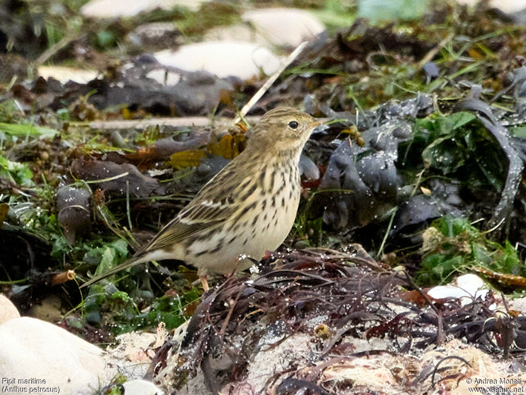 European Rock Pipit, close-up portrait