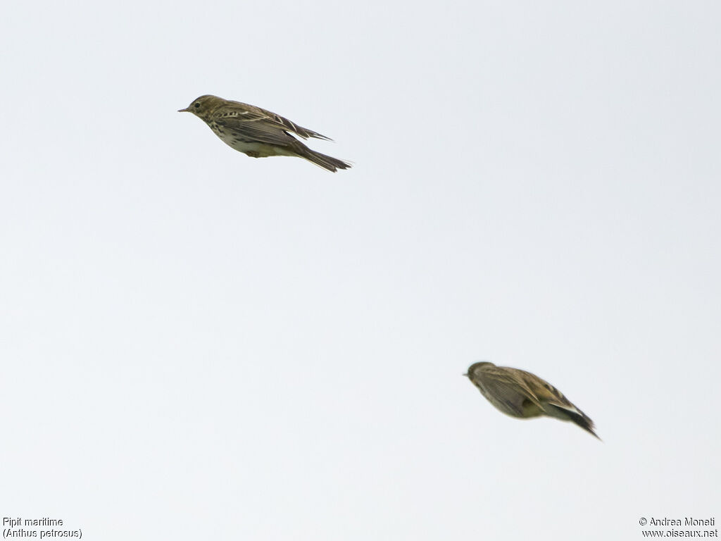 European Rock Pipit, Flight