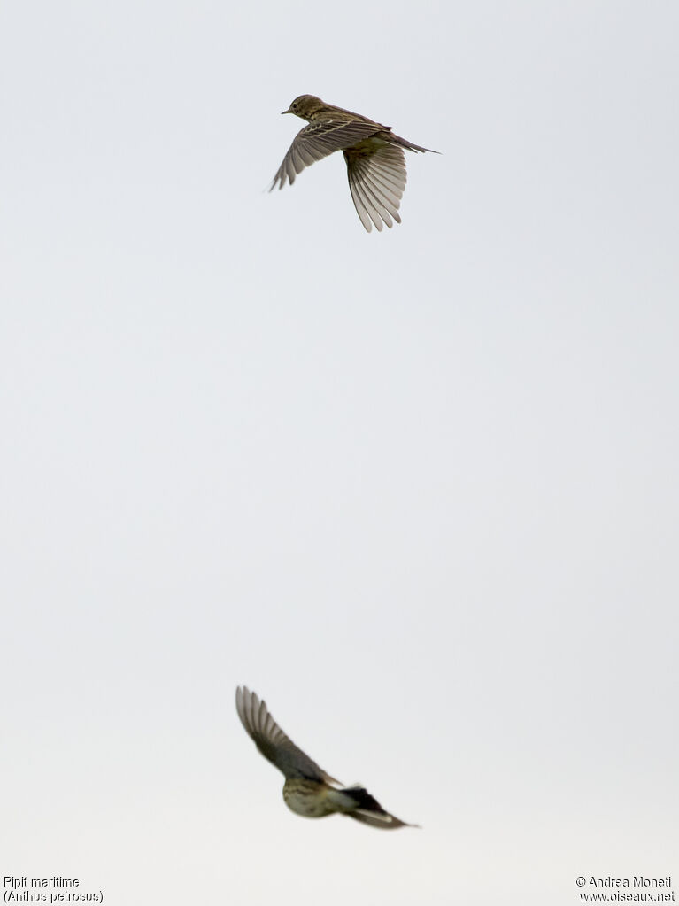 European Rock Pipit, Flight
