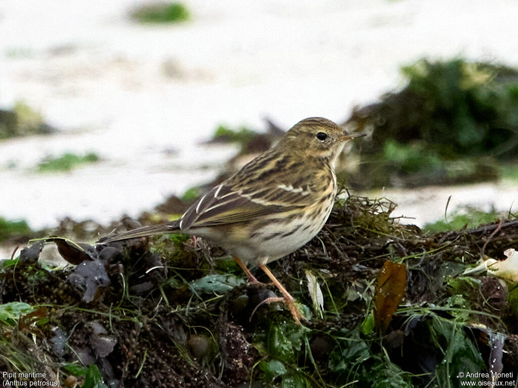 European Rock Pipit, close-up portrait