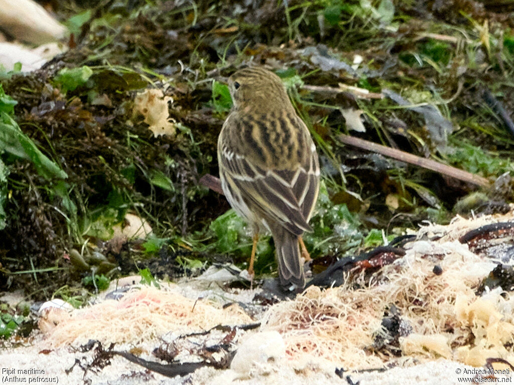 European Rock Pipit, close-up portrait