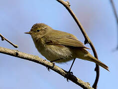 Common Chiffchaff