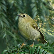 Goldcrest