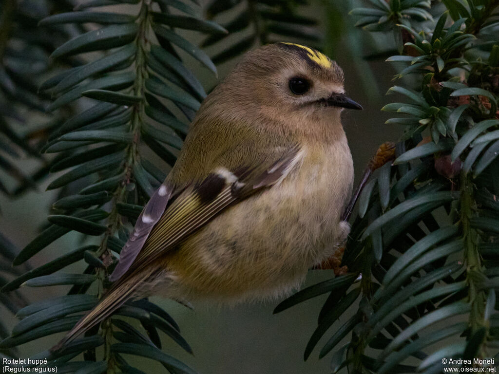 Goldcrest