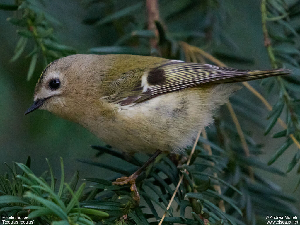 Goldcrest
