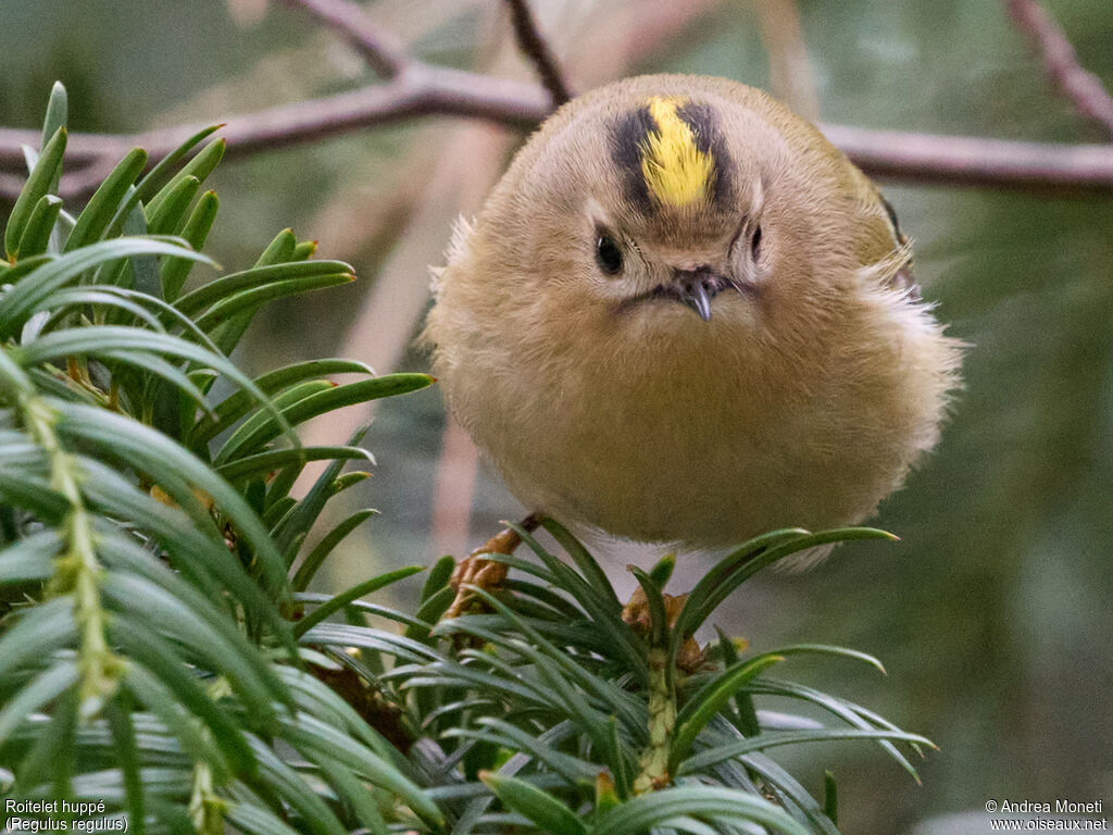 Goldcrest, close-up portrait
