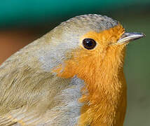 European Robin