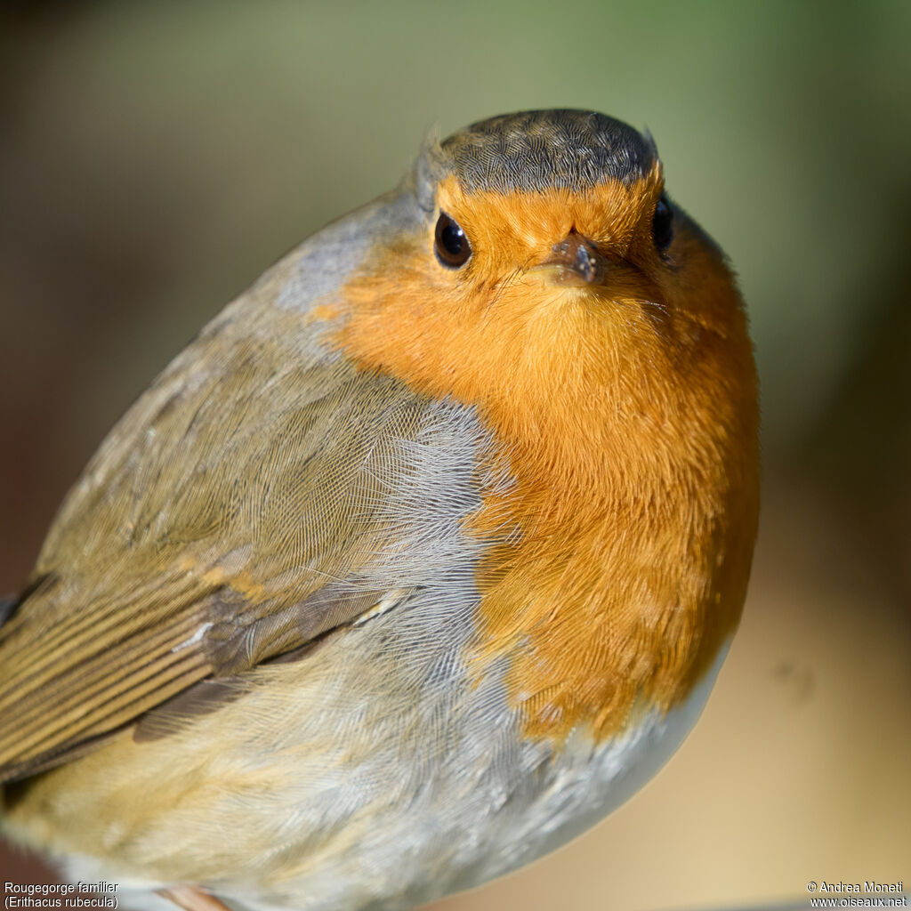 European Robinadult, close-up portrait