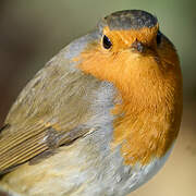 European Robin