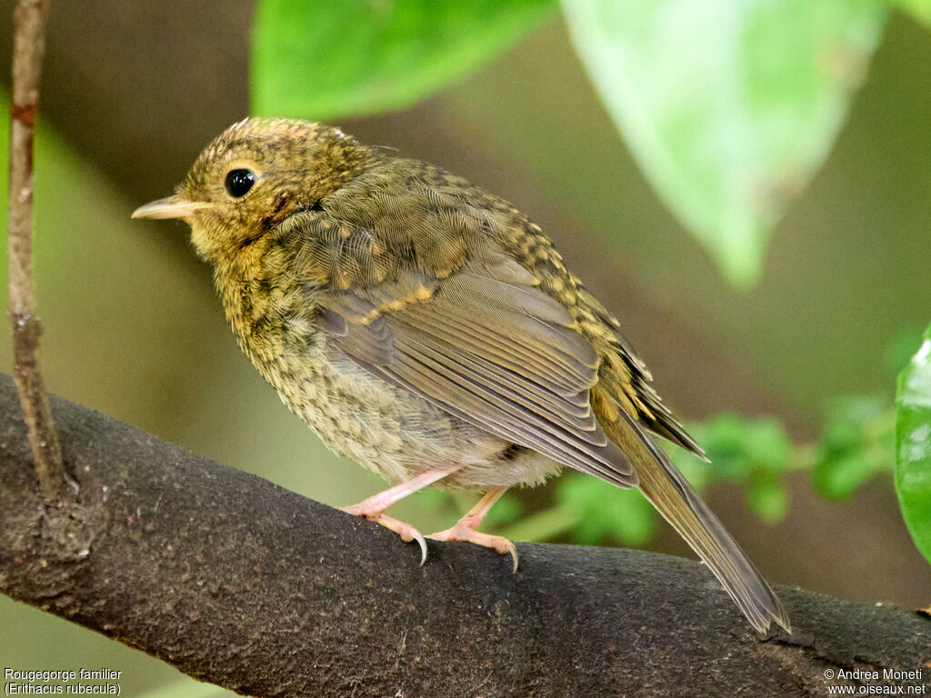European Robinjuvenile, close-up portrait