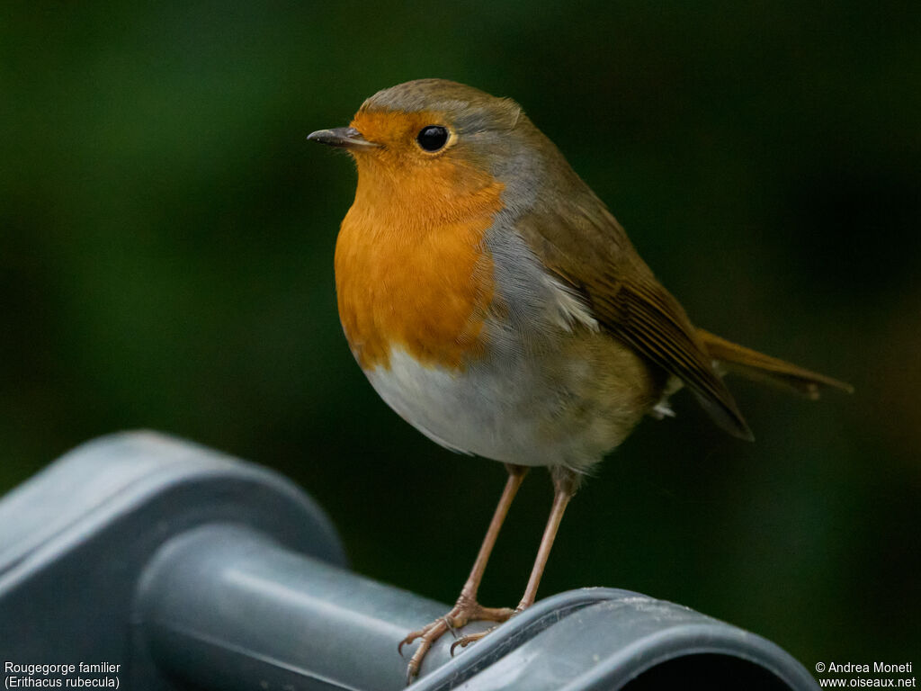 European Robinadult
