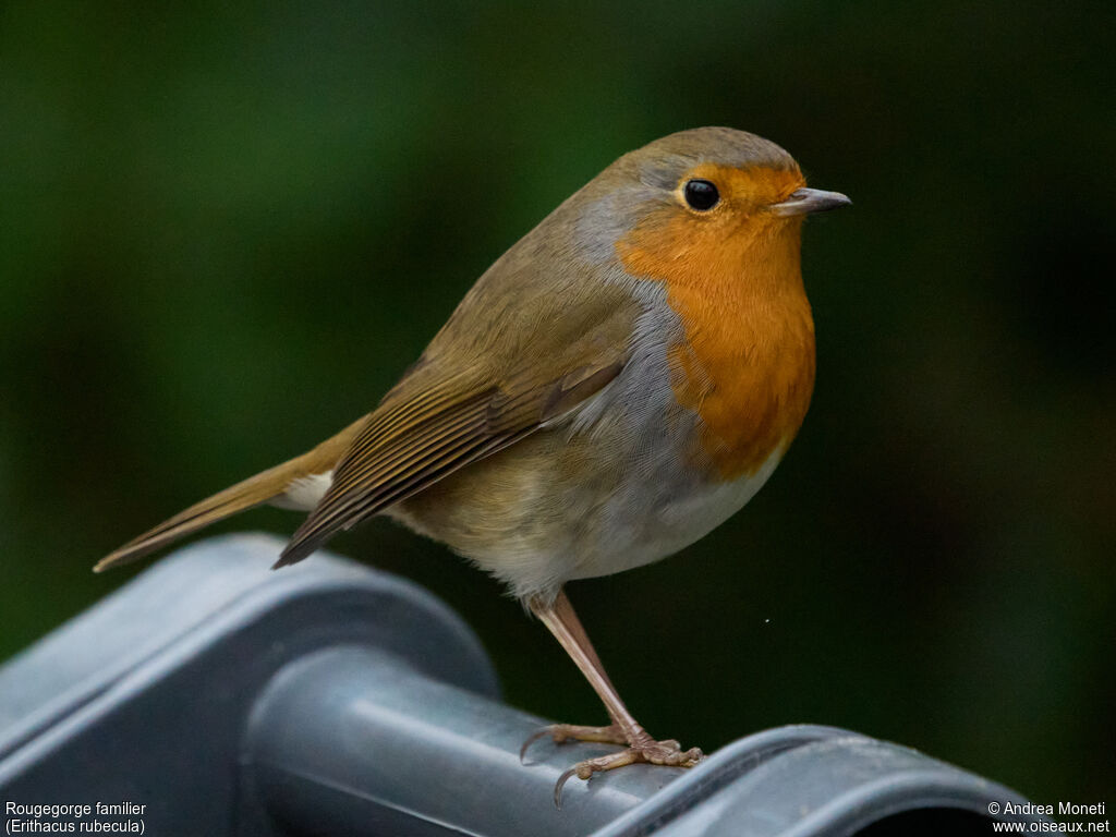 European Robinadult, close-up portrait