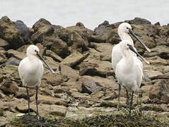 Eurasian Spoonbill