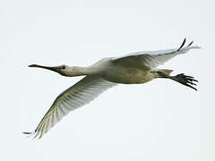 Eurasian Spoonbill