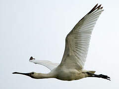 Eurasian Spoonbill