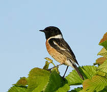 European Stonechat