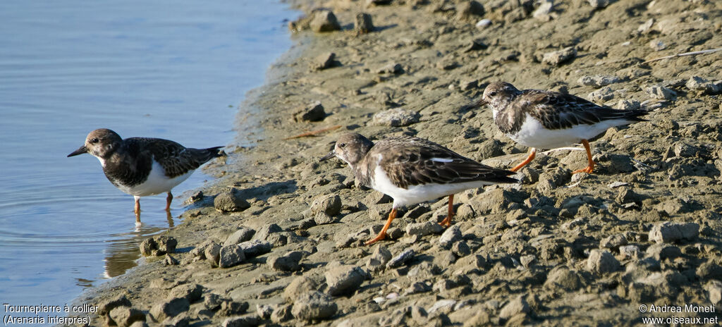 Ruddy Turnstone, habitat