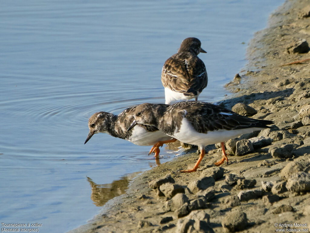 Ruddy Turnstone