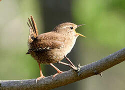 Eurasian Wren