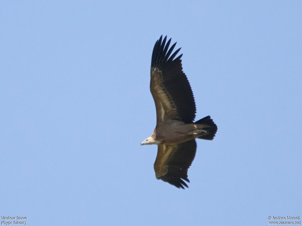 Griffon Vulture