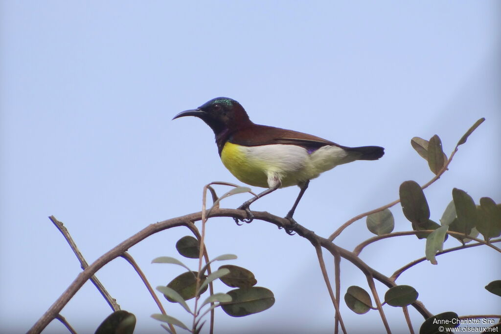 Purple-rumped Sunbird, identification