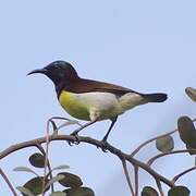 Purple-rumped Sunbird