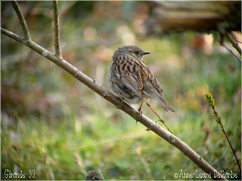 Dunnock