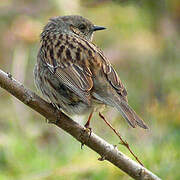 Dunnock