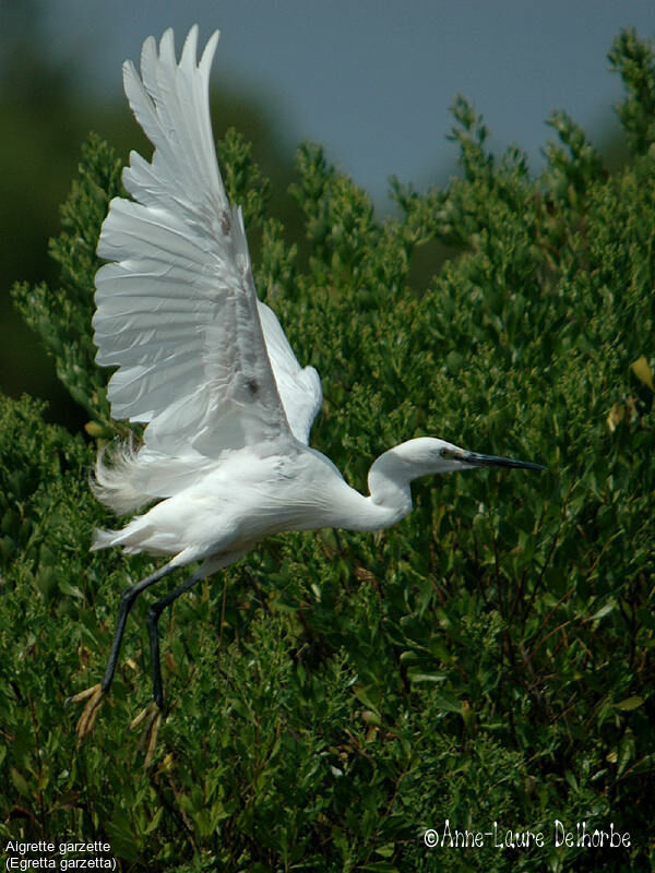 Aigrette garzette