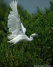 Aigrette garzette