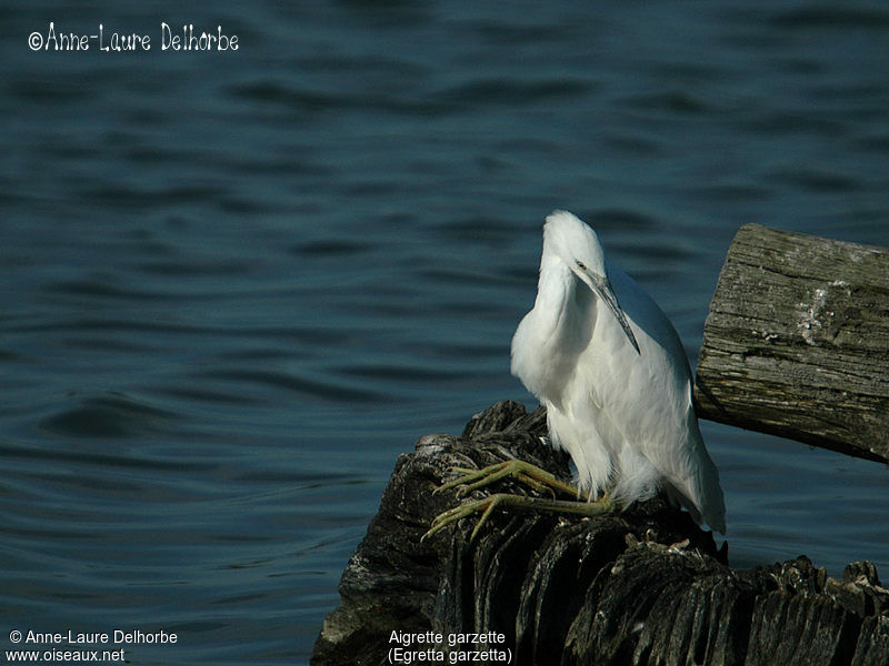 Little Egret