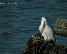 Aigrette garzette