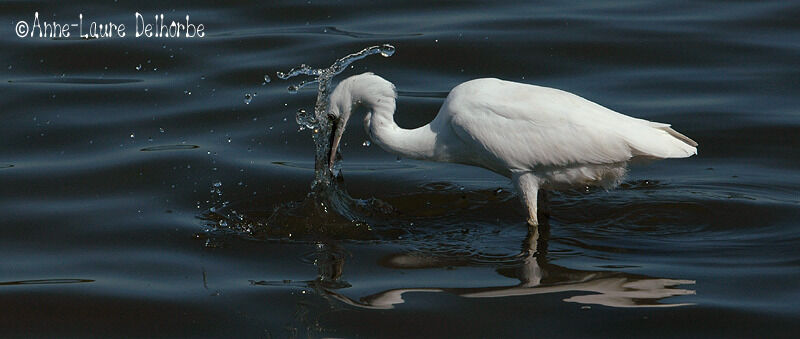 Little Egret