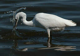 Little Egret