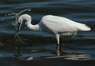 Aigrette garzette