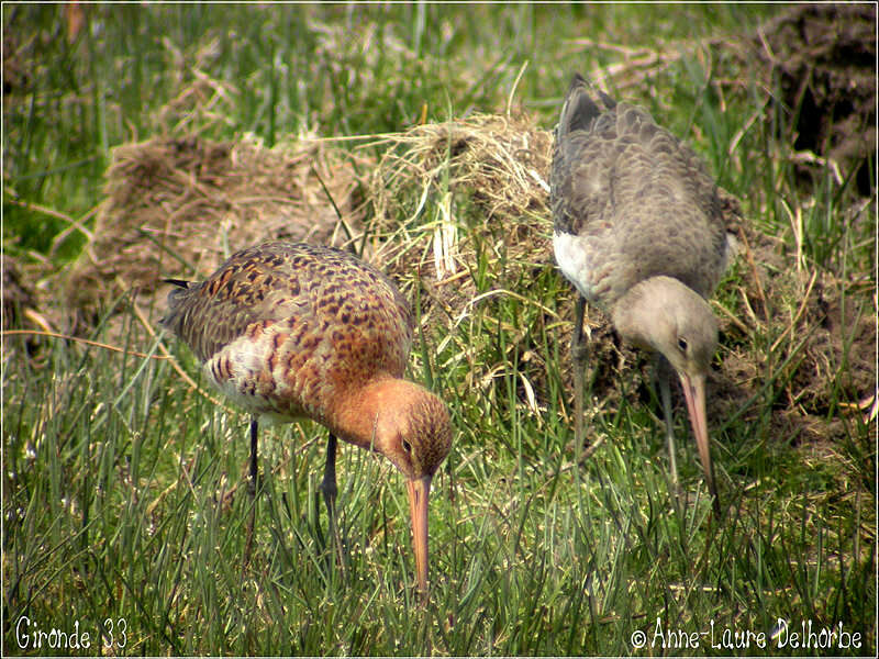 Black-tailed Godwit