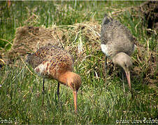 Black-tailed Godwit