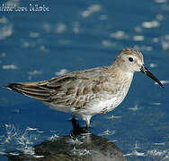 Dunlin