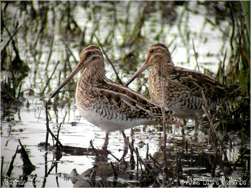 Common Snipe